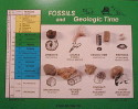 Fossil Card