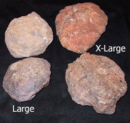 Dino Coprolites