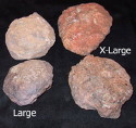Dino Coprolites