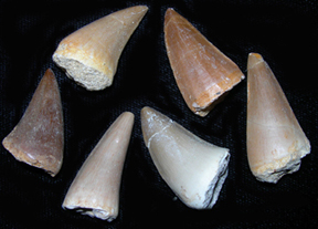 Mosasaur teeth