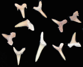 shark teeth
