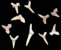 shark teeth
