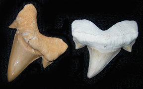 shark teeth