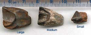 Triceratops Teeth