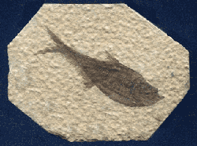 Fossil Fish