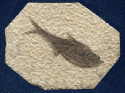 Fossil Fish