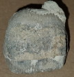 Brachiopod - Dictyoclostus