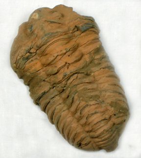 Trilobites