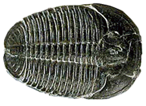Trilobite
